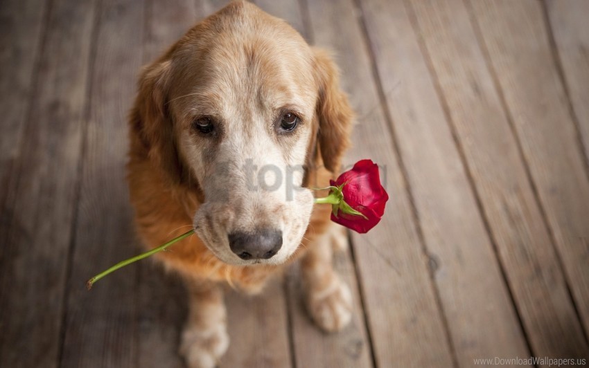 dog flower muzzle romance tenderness wallpaper PNG Isolated Design Element with Clarity