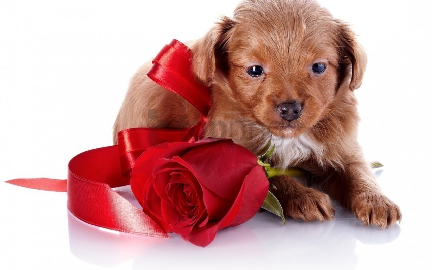 Dog Flower Puppy Rose Wallpaper Transparent PNG Images For Design