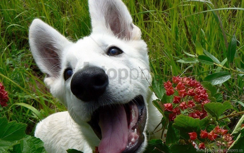 dog flowers grass leaves muzzle wallpaper Isolated Graphic on HighResolution Transparent PNG