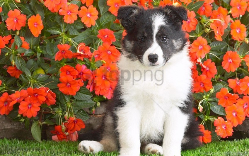 dog flowers grass puppy spotted wallpaper Isolated PNG Item in HighResolution