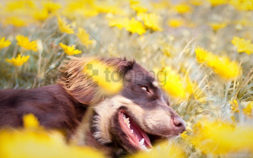 dog flowers muzzle teeth tongue wallpaper PNG free download