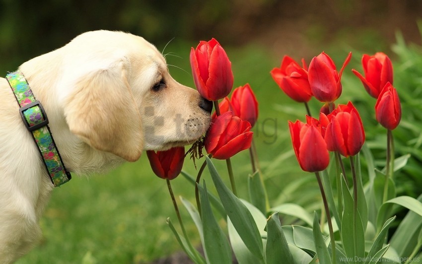 dog flowers nature wallpaper PNG image with no background