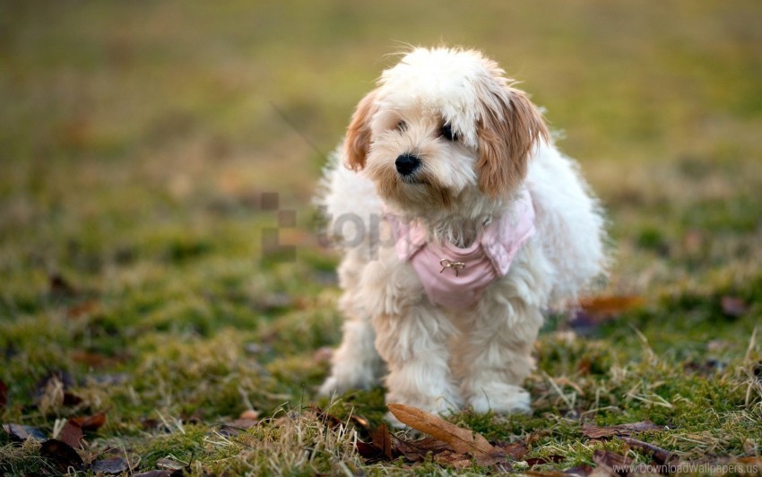 dog fluffy grass leaves walk wallpaper PNG for free purposes