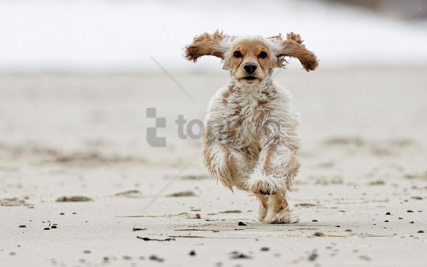 dog fluffy jumping running wallpaper PNG transparent photos massive collection