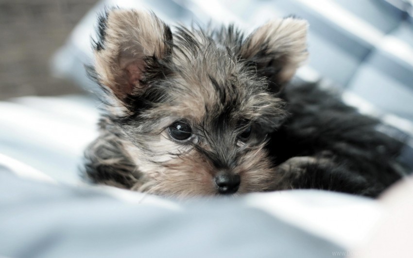 dog fluffy lying puppy yorkshire terrier wallpaper Transparent PNG image