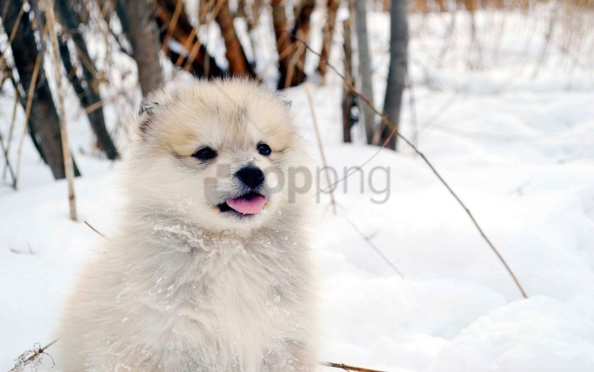 Dog Fluffy Puppy Snow Wallpaper Clear Background PNG Isolation