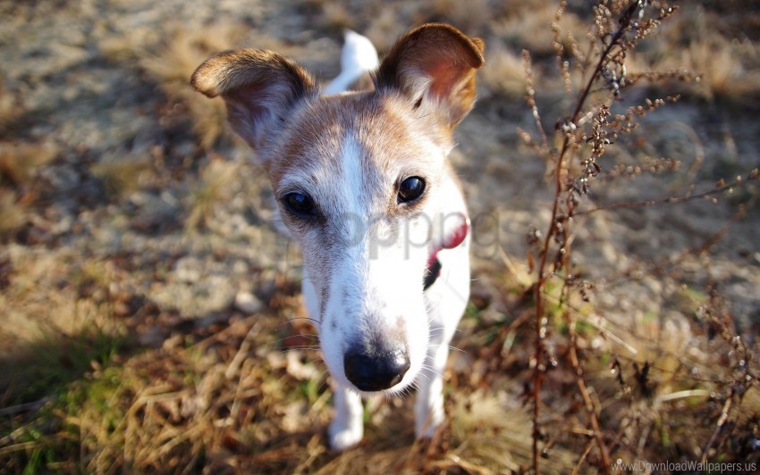 Dog Foliage Muzzle Nose Wallpaper High-resolution PNG Images With Transparent Background