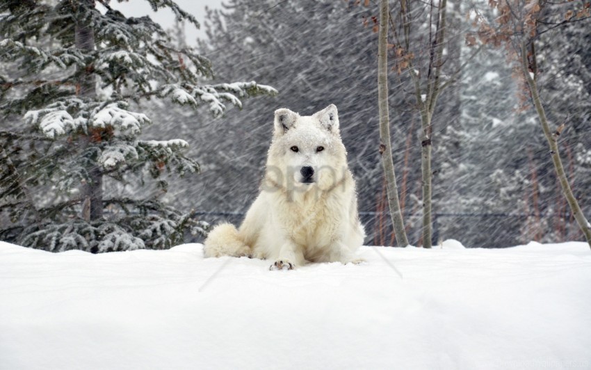 dog forest lying snow wolf wallpaper Transparent PNG Object with Isolation