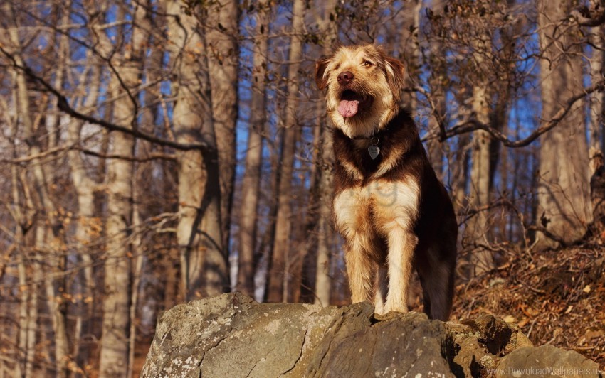 Dog Forest Stone View Wallpaper Isolated PNG Object With Clear Background