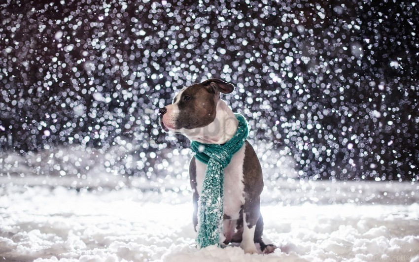 dog friend scarf snow wallpaper PNG images for mockups