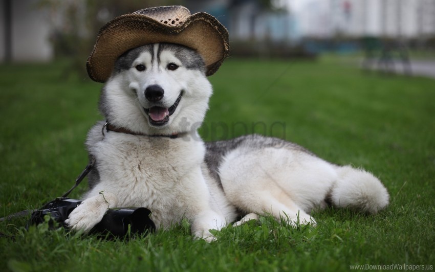 dog furry hat lie white wallpaper PNG images with transparent canvas comprehensive compilation