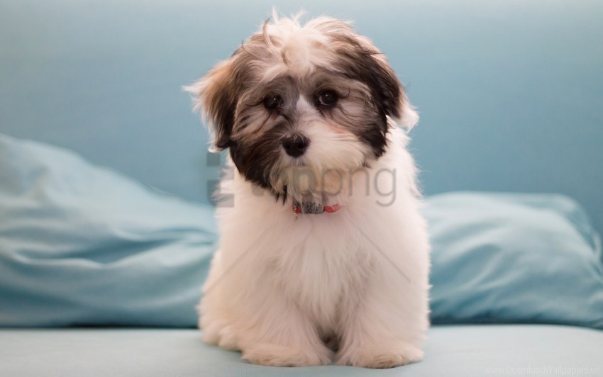 dog furry havanese wallpaper Transparent PNG pictures for editing