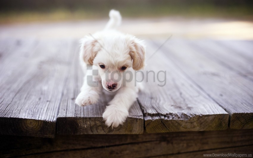 dog furry play puppy wallpaper Isolated Item in Transparent PNG Format