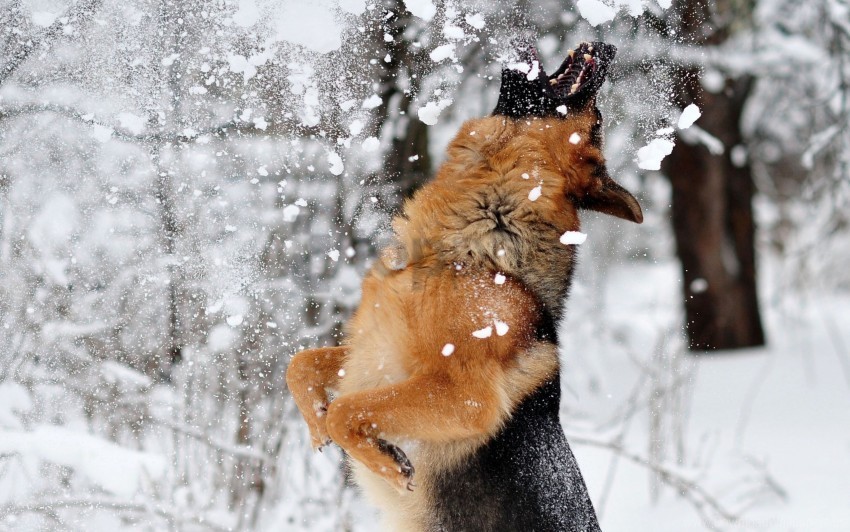 dog game german shepherd jump snow wallpaper PNG Image with Clear Isolated Object