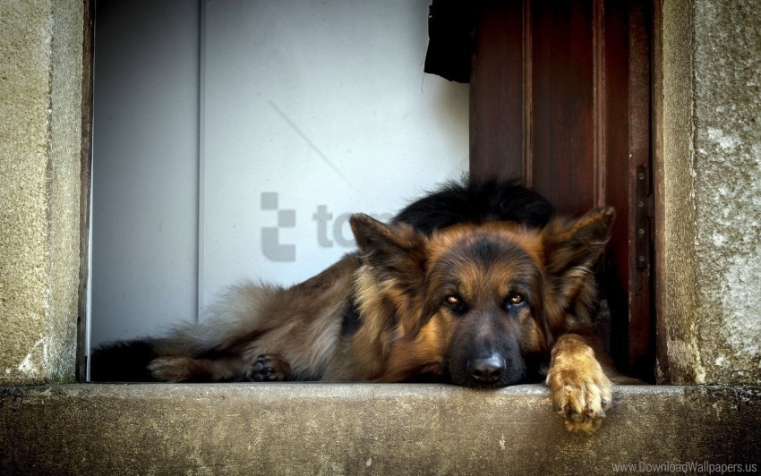 dog german shepherd lying waiting wallpaper Isolated Subject in HighQuality Transparent PNG