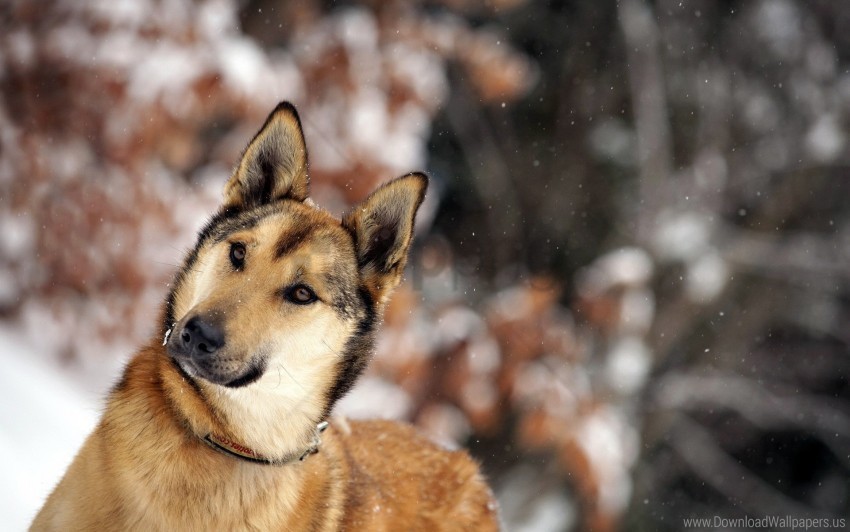 dog glare snout snow wallpaper PNG file with alpha