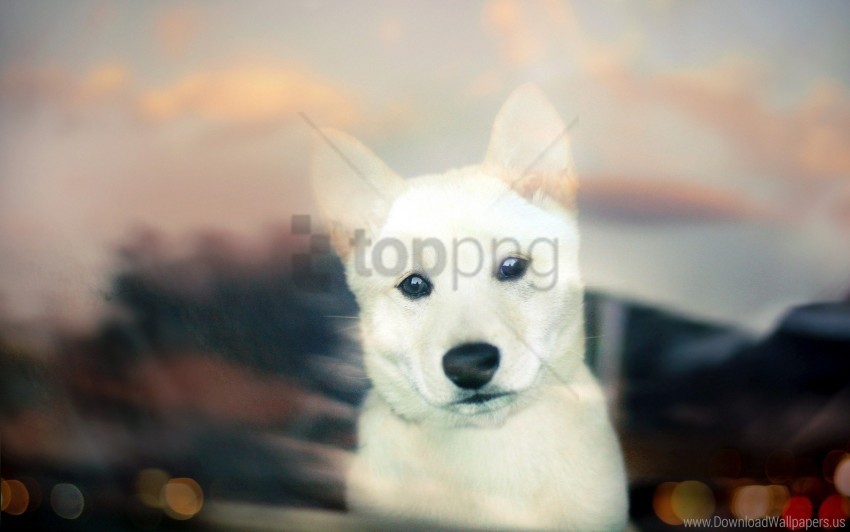 dog glass looking out muzzle wallpaper PNG no background free