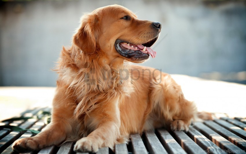 dog golden retriever wallpaper PNG images with transparent canvas