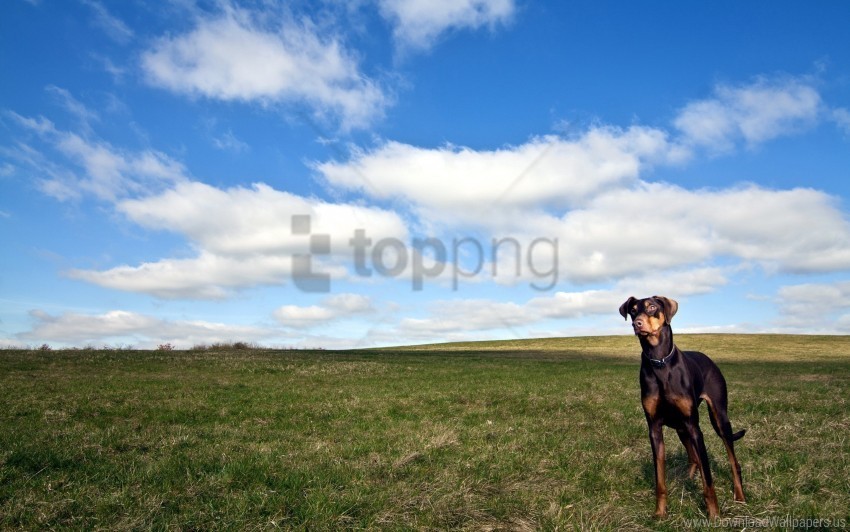 dog grass horizon sky walk wallpaper Isolated Illustration in HighQuality Transparent PNG