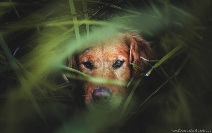 dog grass hunting muzzle wallpaper PNG files with transparent backdrop