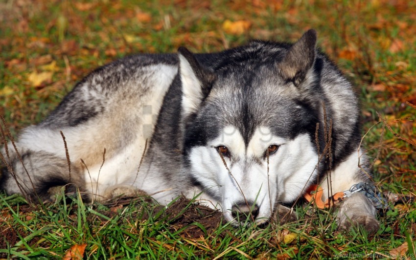 dog grass husky lie down sadness waiting wallpaper PNG files with no backdrop wide compilation