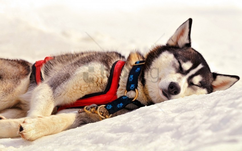 dog grass husky muzzle sleep team wallpaper Clear Background Isolation in PNG Format