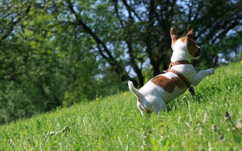 dog grass jump play puppy wallpaper Free PNG images with alpha channel