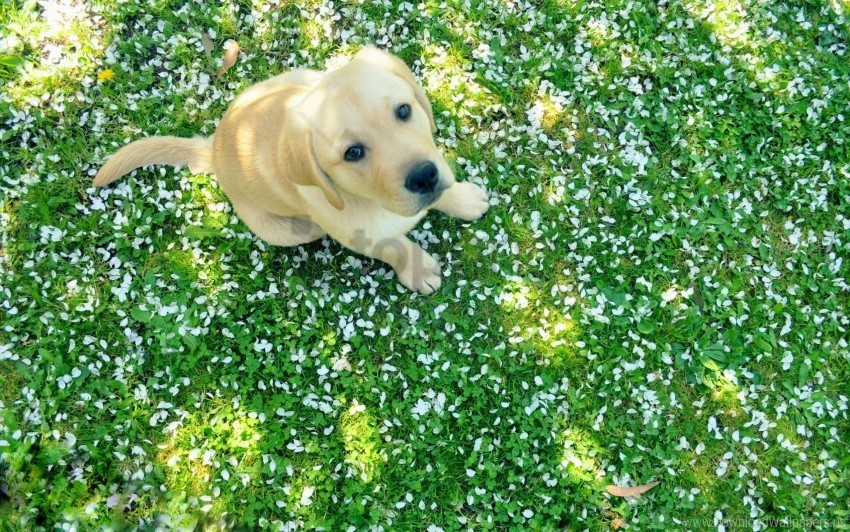 dog grass labrador puppy sit wallpaper PNG images with alpha transparency selection