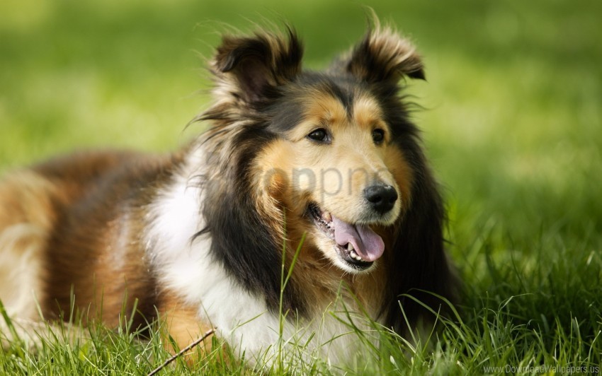 dog grass leisure muzzle wallpaper Transparent PNG Illustration with Isolation