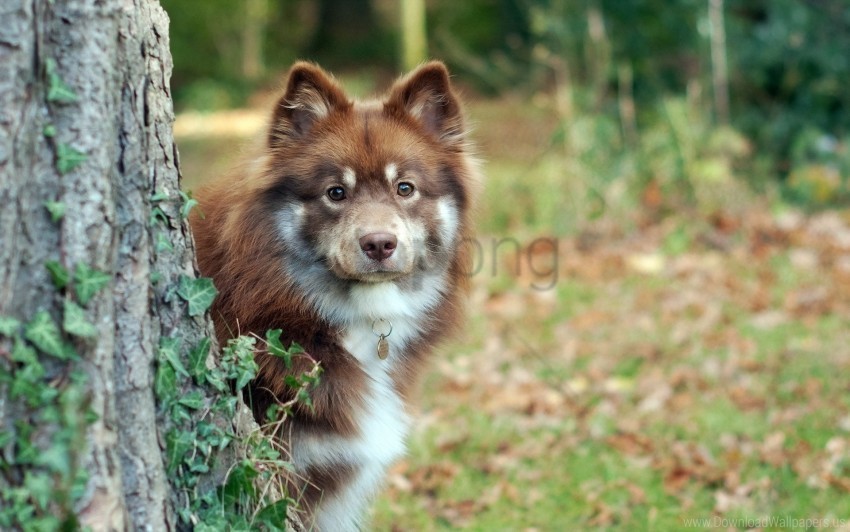 dog grass looking out tree wallpaper PNG images with clear cutout