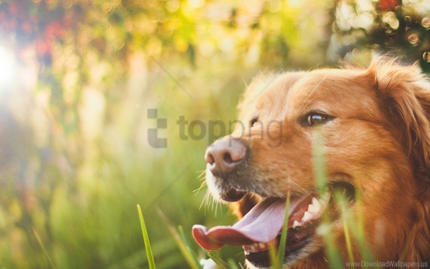 dog grass muzzle sunlight wallpaper PNG files with transparent backdrop complete bundle