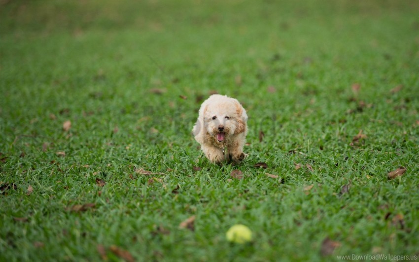 dog grass play run wallpaper Isolated Item on Transparent PNG