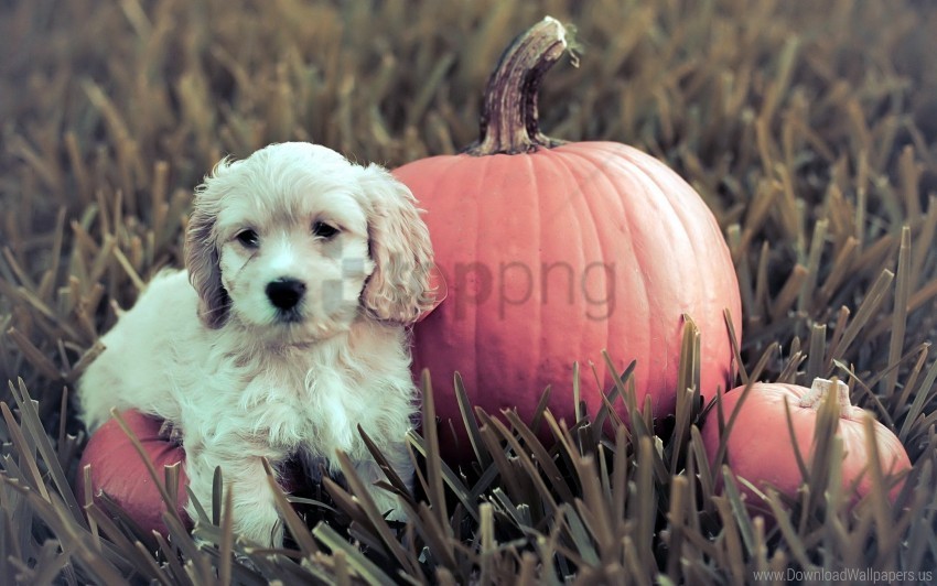 dog grass pumpkin puppy wallpaper Transparent Background Isolation of PNG