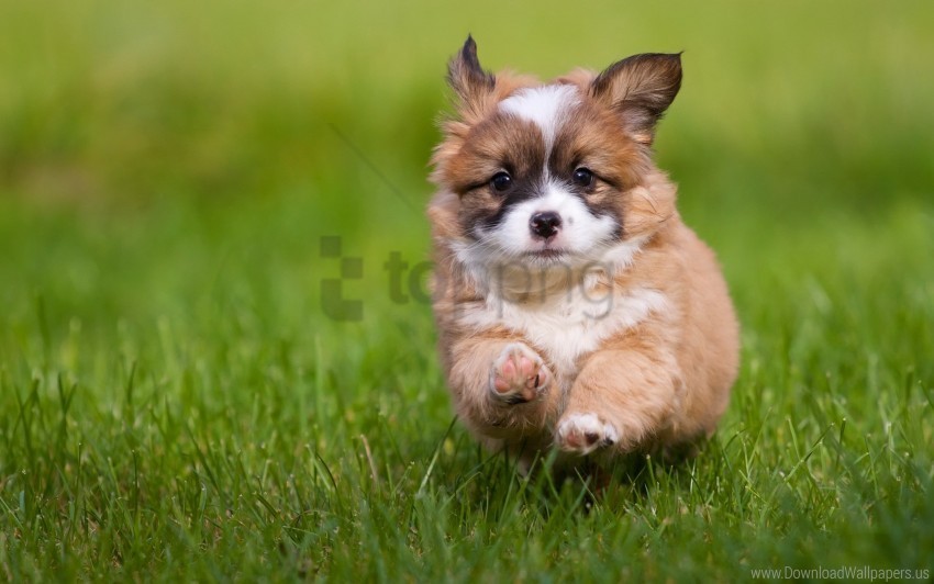 dog grass puppy running walking wallpaper Clear background PNG graphics