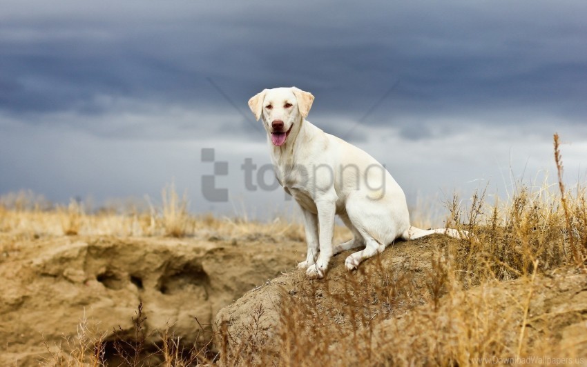 dog grass sit sky stone wallpaper Free PNG images with transparent layers diverse compilation