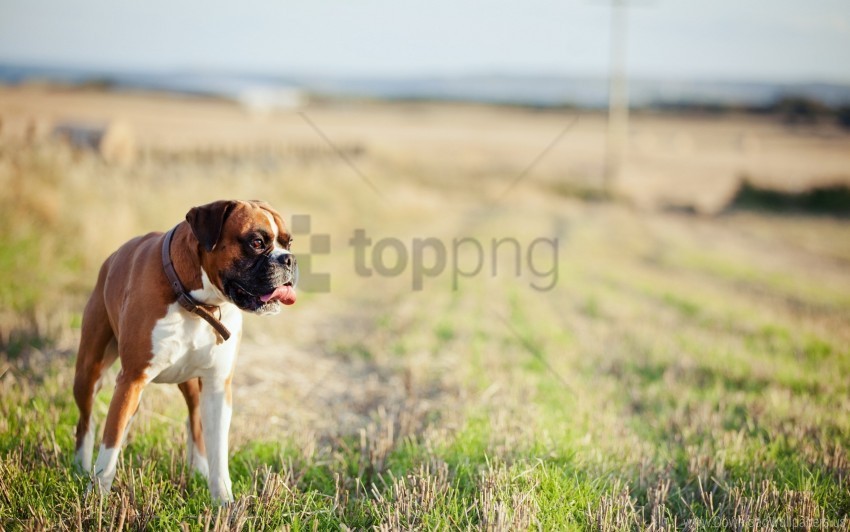 dog grass walk wallpaper Clear background PNG images comprehensive package