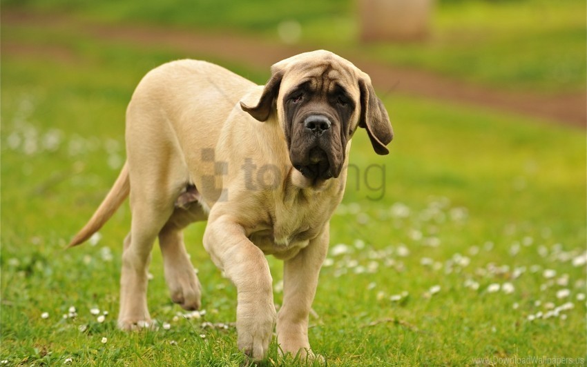dog grass walking wallpaper HighQuality Transparent PNG Isolated Artwork
