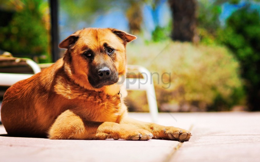 dog grief lie down road sadness wallpaper PNG transparency