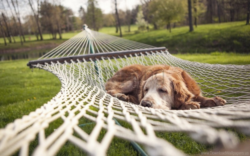 dog hammock lie down sleep wallpaper High-resolution PNG images with transparency wide set