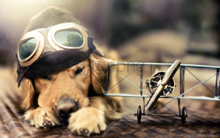 Dog Hat Pilot Plane Sunglasses Wallpaper PNG Images For Printing