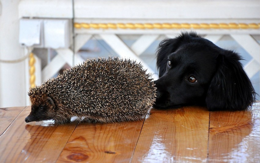 dog hedgehog muzzle table wallpaper Transparent PNG Isolated Artwork