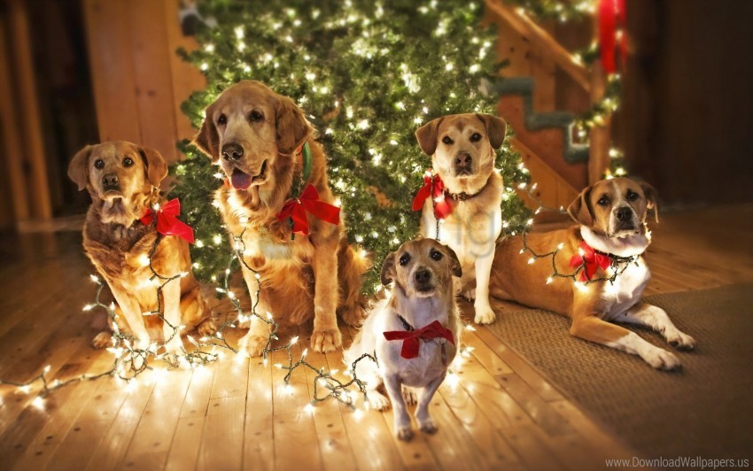 dog holiday tree wallpaper Isolated Artwork in HighResolution Transparent PNG