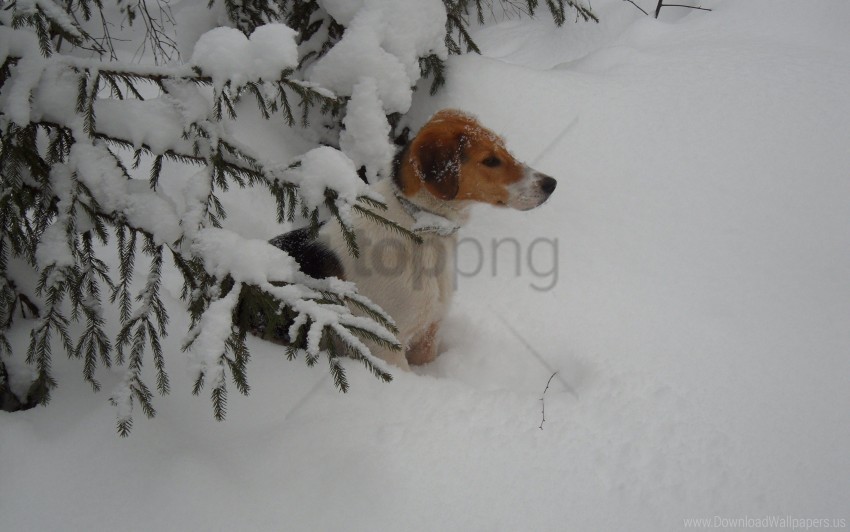 dog hunting snow walk wallpaper HighQuality Transparent PNG Object Isolation