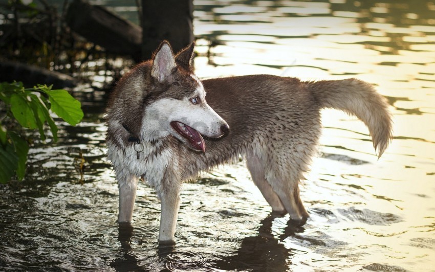 dog huskies paws water wallpaper PNG images for banners