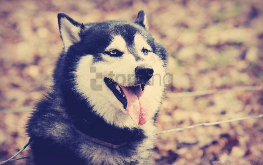 dog huskies rest tongue wallpaper PNG images with transparent overlay