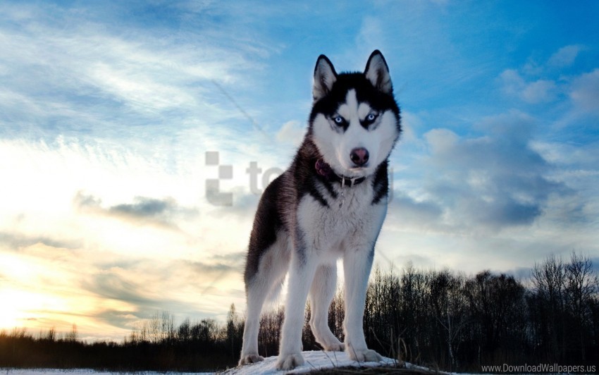 dog husky look muzzle spotted wallpaper PNG Image with Transparent Background Isolation