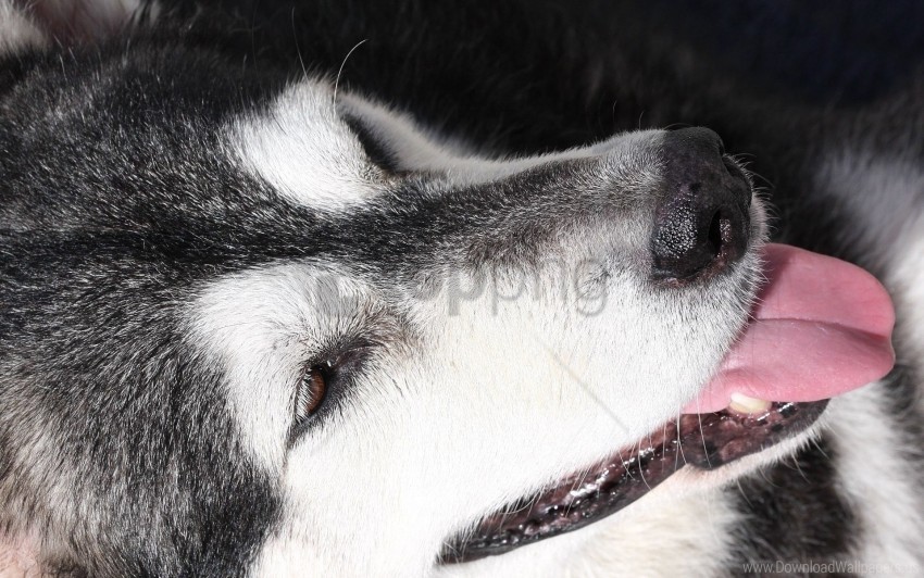 dog husky muzzle spotted tongue wallpaper Transparent PNG images set