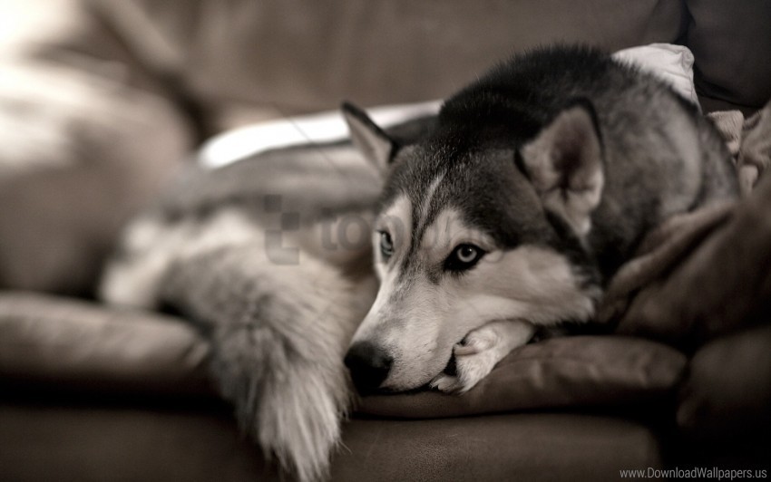 dog husky sofa wallpaper PNG with no cost