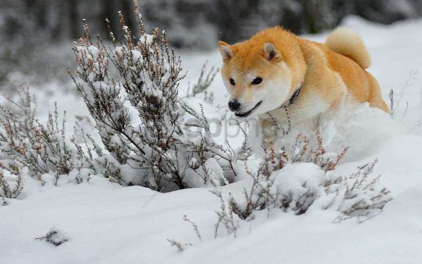 Dog Jump Puppy Run Snow Wallpaper PNG With No Registration Needed