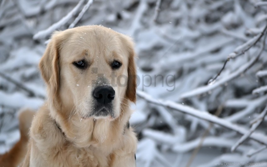 dog labrador muzzle sadness snow wallpaper Isolated Graphic in Transparent PNG Format